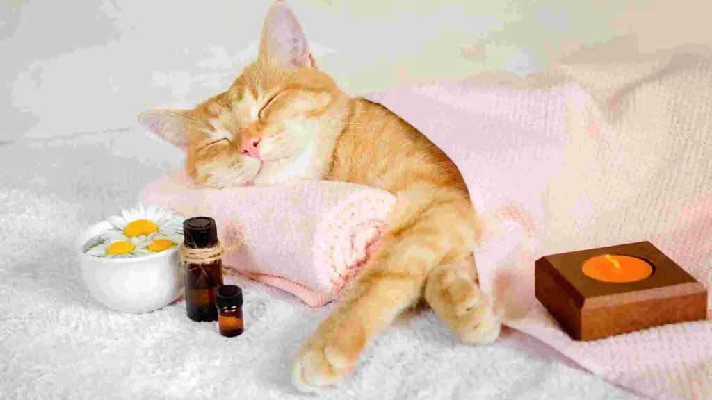 Are Essential Oils Safe For Cats? How This Can Affect Your Cat Health
