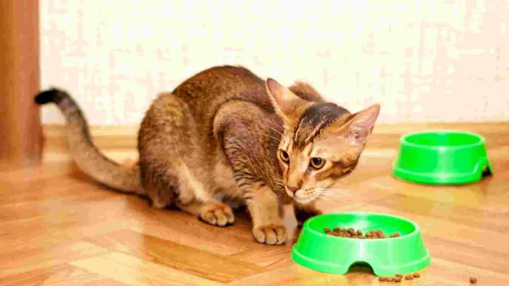 Whiskas Cat Food Feeding Guide