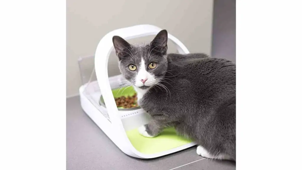 8 Best Microchip Cat Feeder 