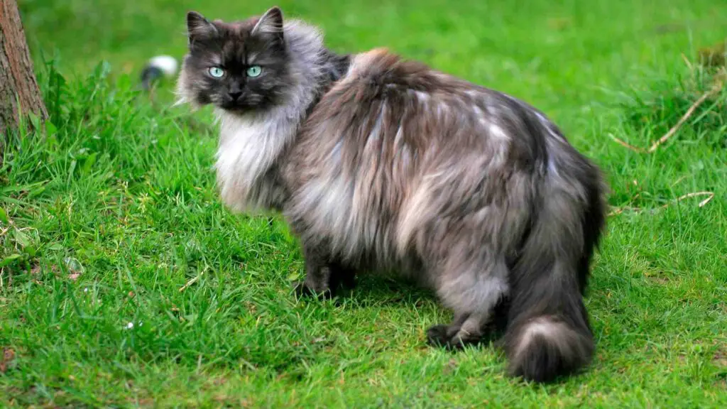 Nebelung Cat Breed Information - Personality, Price, & Size