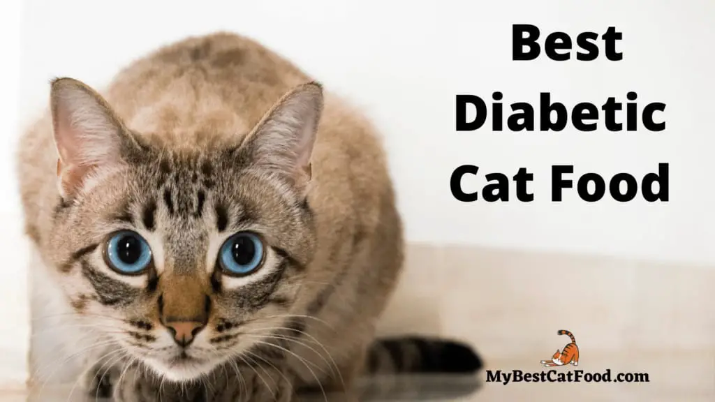 Best Diabetic Cat Food: The Ultimate Guide for Feline Health