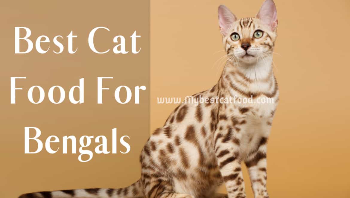 Best Cat Food For Bengals (2022) - MyBestCatFood