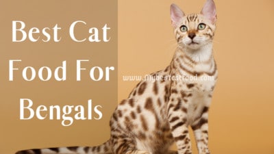 Best Cat Food For Bengals | Can Bengal Cats Eat Dry Food?