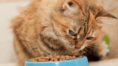 Tiki Cat Food Reviews By MyBestCatFood | Dry and Wet Variety Packs