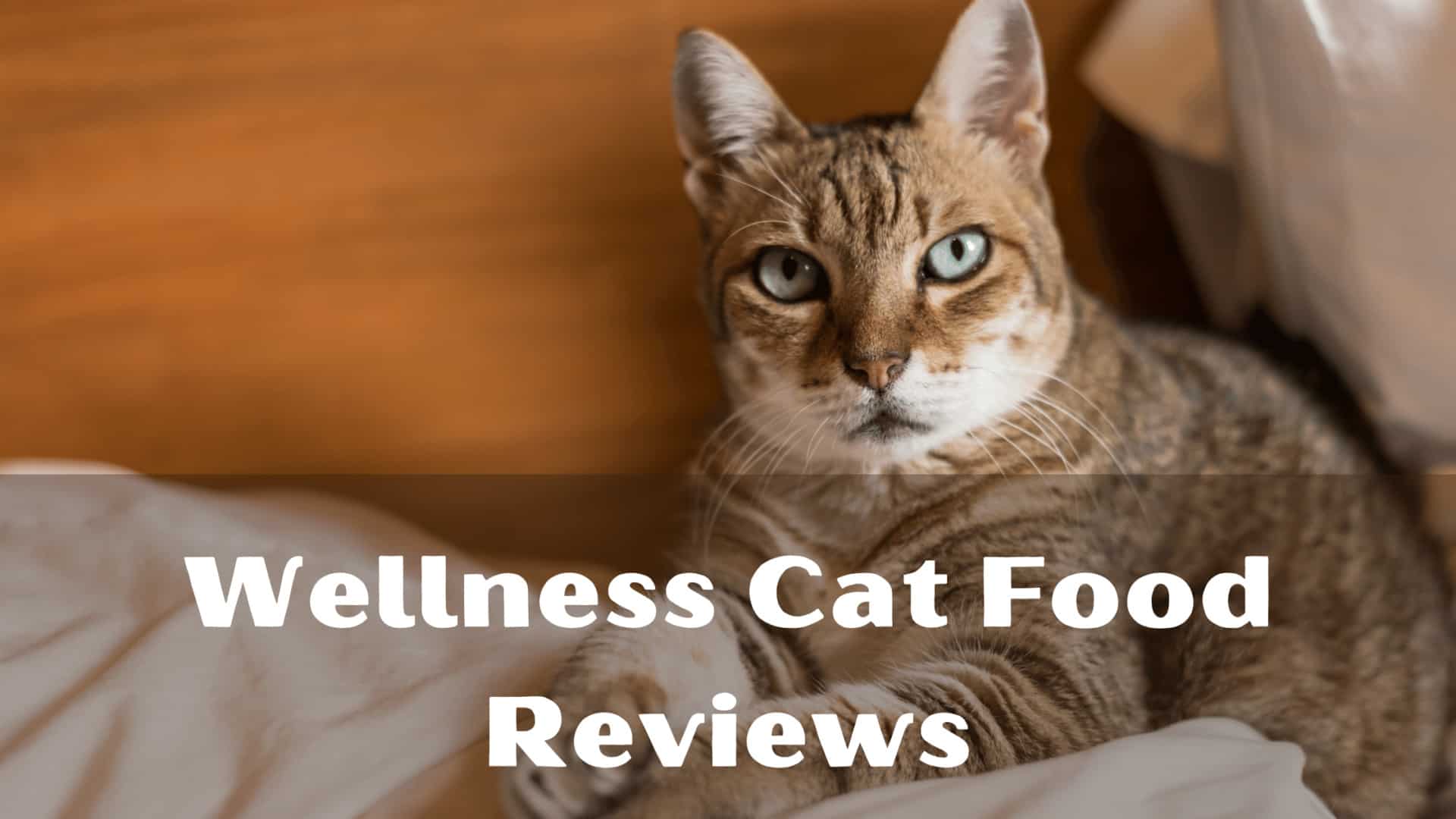 Wellness Cat Food Reviews: A Comprehensive Guide to Feline Nutrition