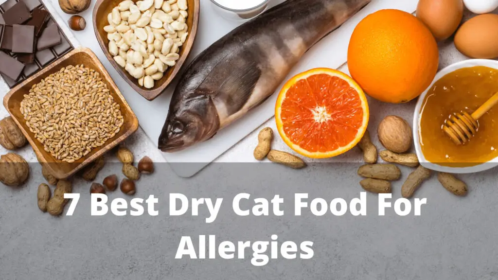 7 best Cat Food For Allergies 