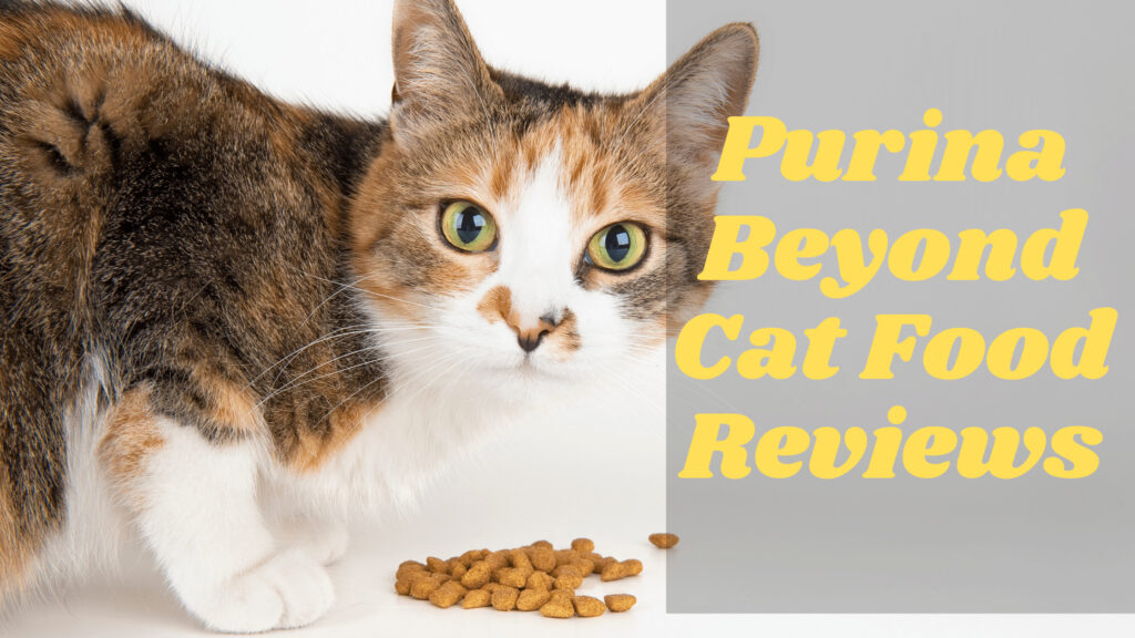 Purina Beyond Cat Food Reviews Recall, Ingredients, & Ratings