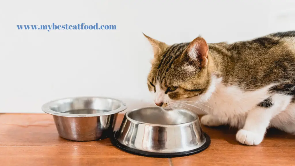 nood-cat-food-review-canada-mybestcatfood