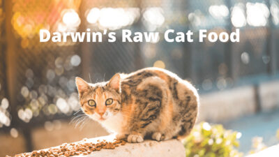 Top Darwin's Raw Cat Food and Reviews | Where You Buy Darwin’s Pet Foods
