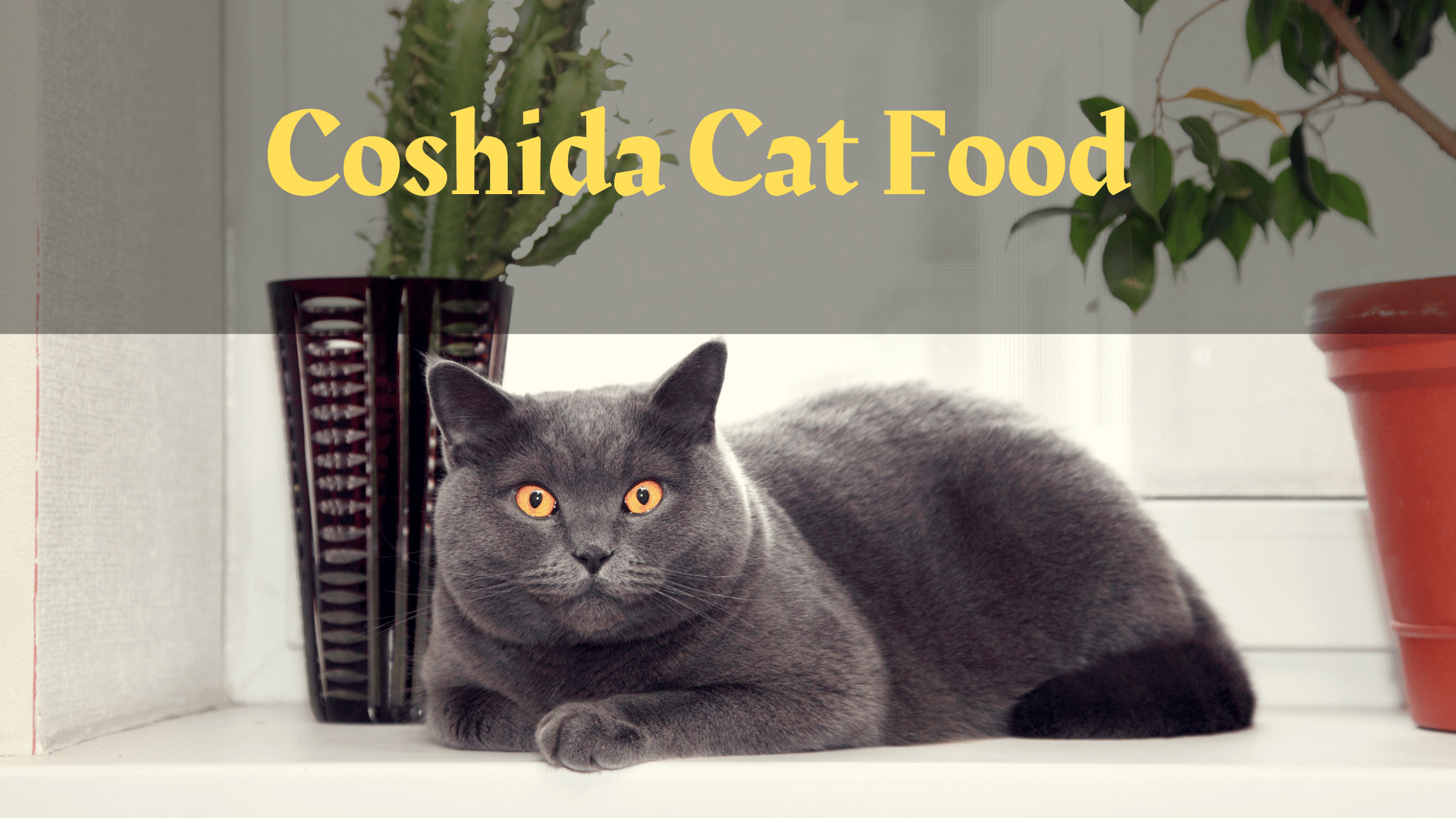 Coshida Cat Food Reviews | Coshida Dry and Wet Cat Food