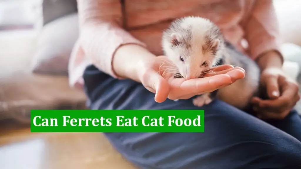 The Best Cat Food For Ferrets (2022) - MyBestCatFood