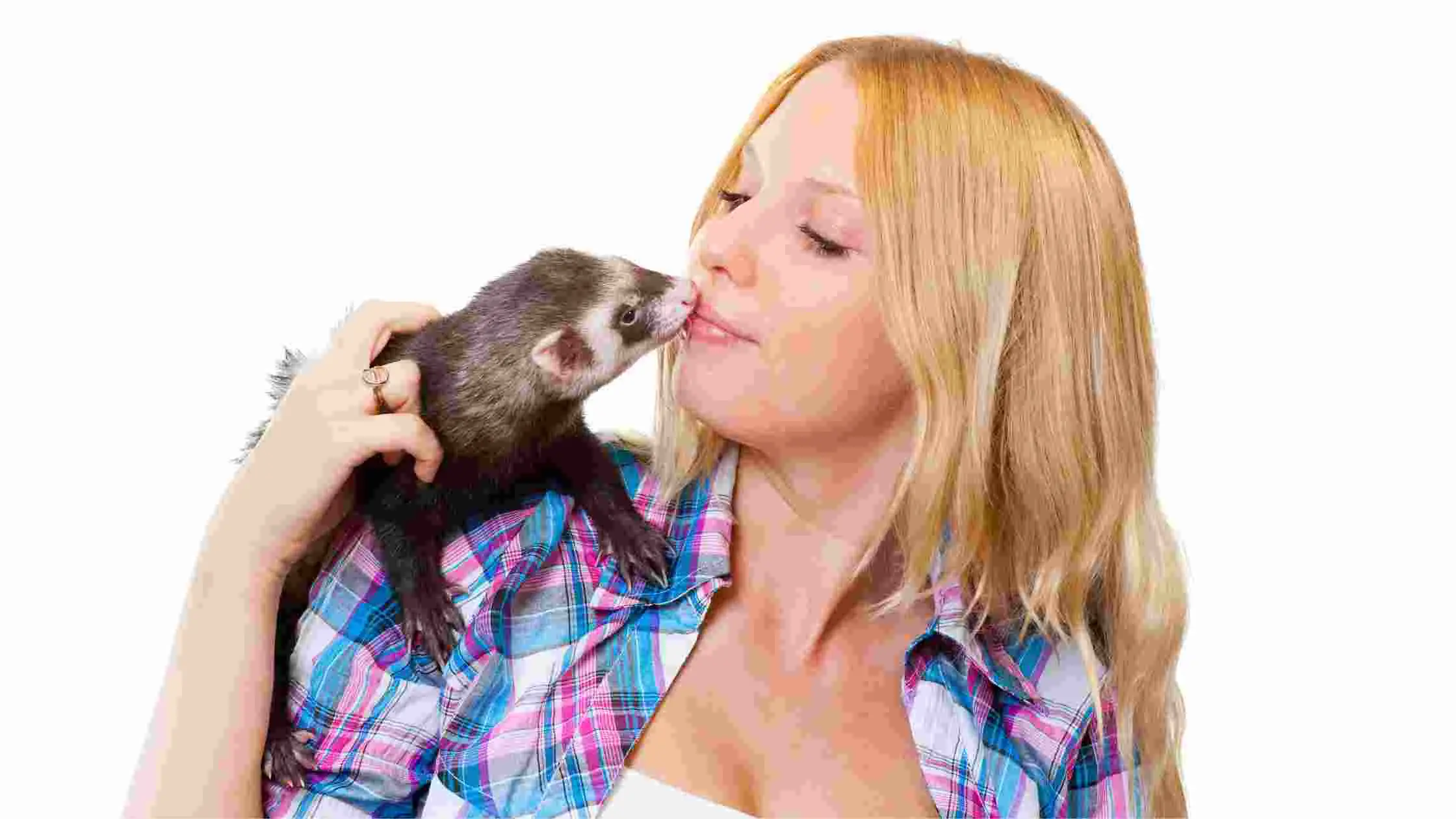 What Can Ferrets Eat | food for ferrets cats