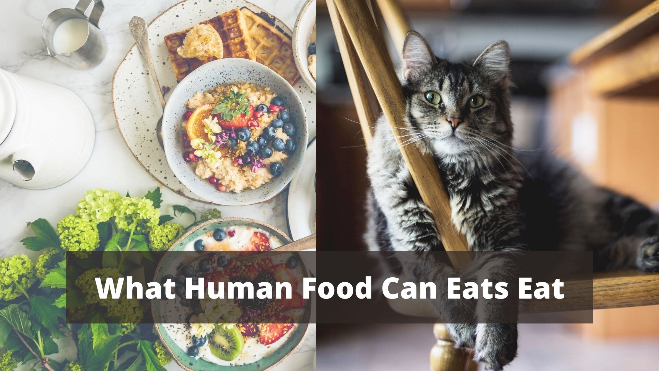 What Human Food Can Eats Eat