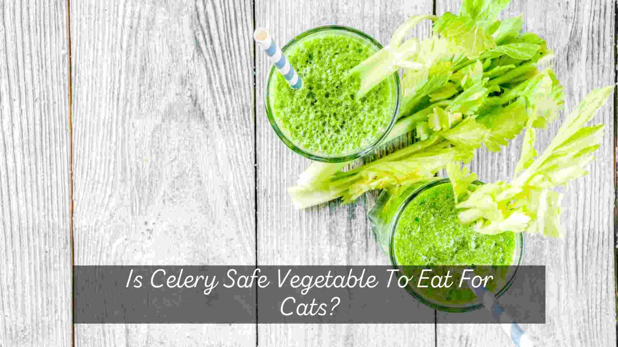 Can Cats Eat Celery Is Celery Bad For Felines