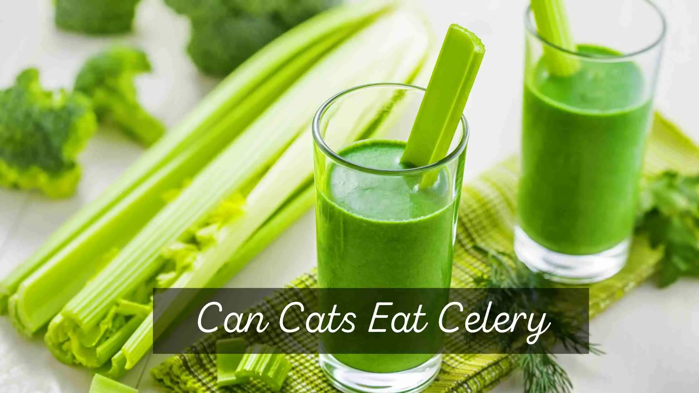 Can Cats Eat Celery - mybestcatfood