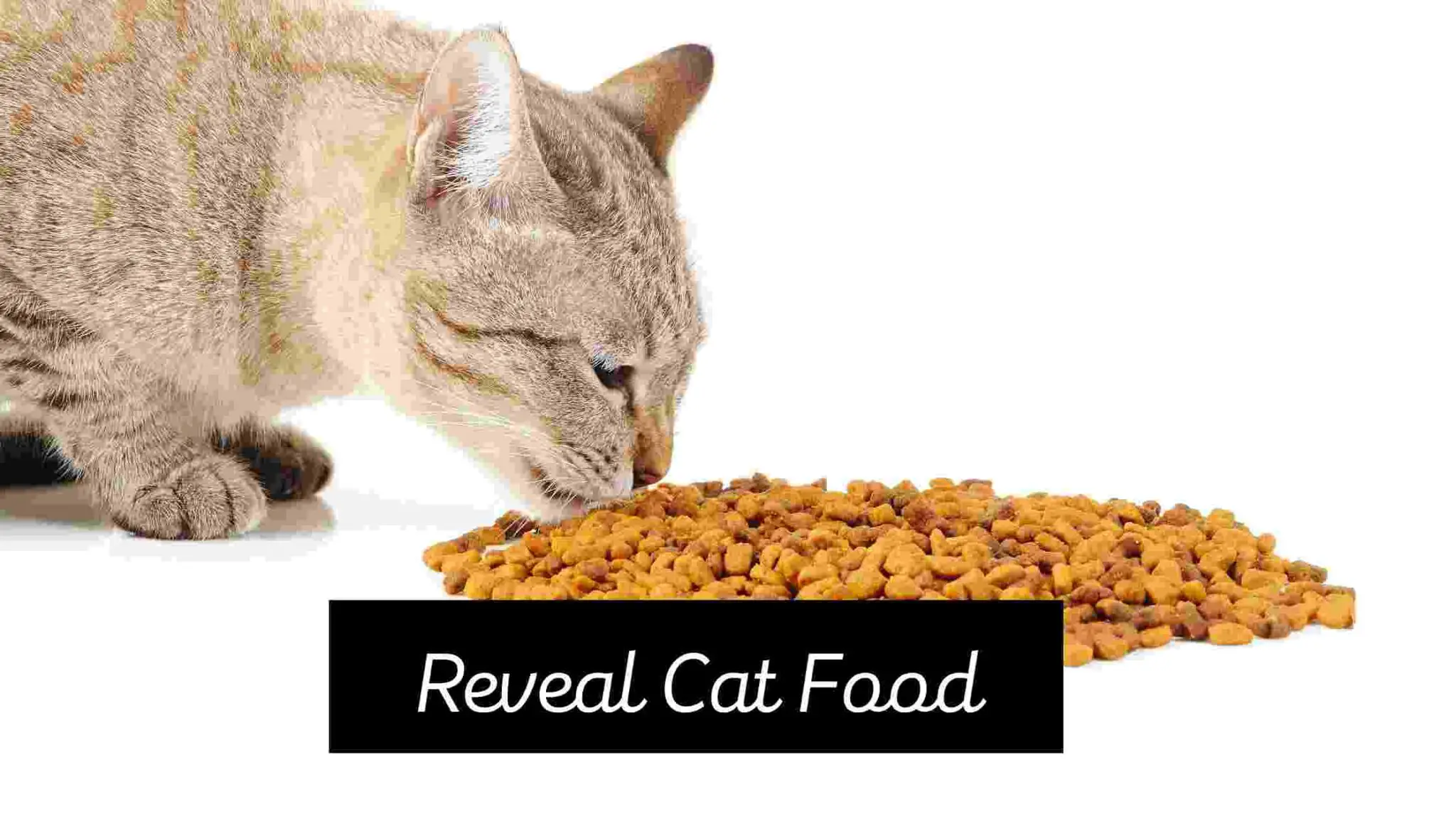 reveal cat food recall Archives My Best Cat Food
