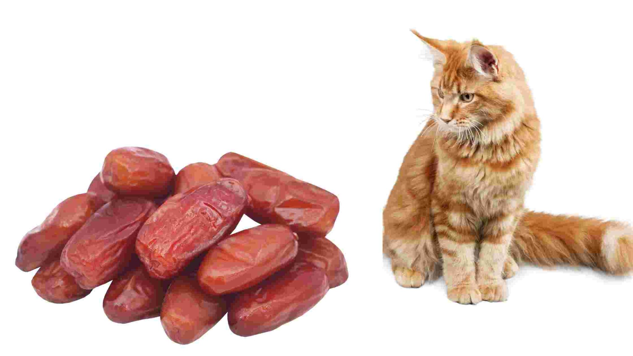 can-cats-eat-dates-is-dates-safe-for-my-cat