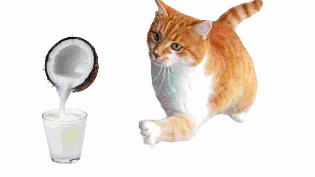 can-cats-eat-coconut-milk-what-you-need-to-know