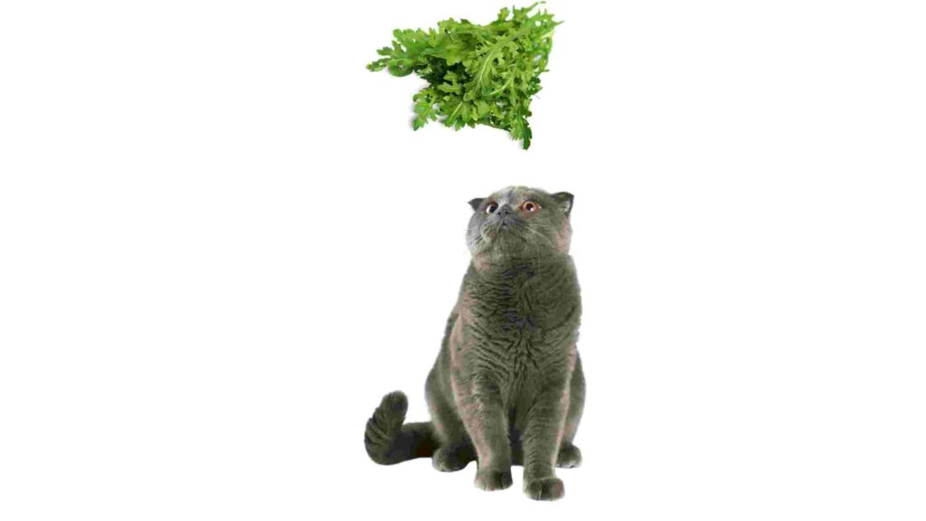 can cats eat arugula