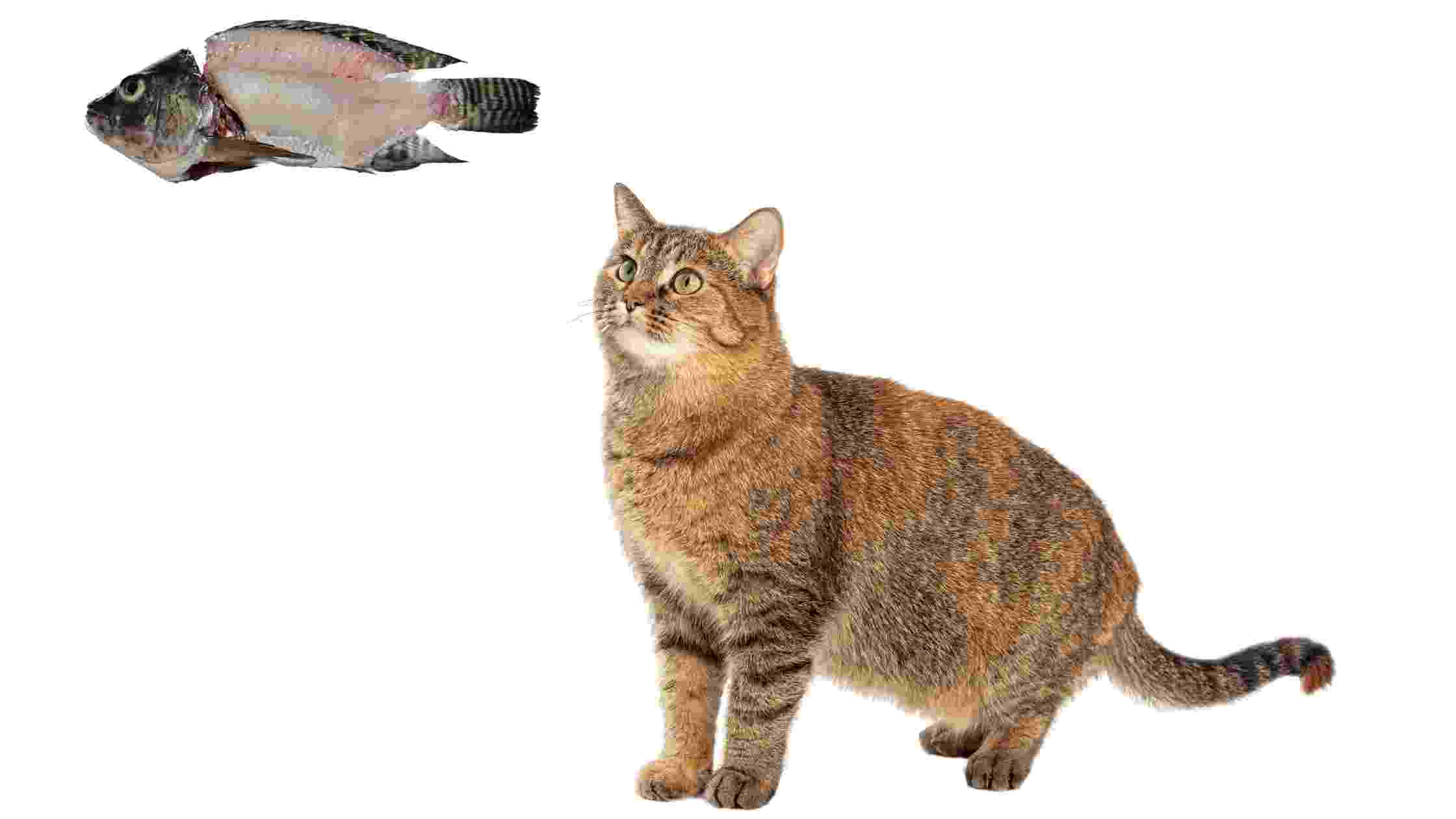 can cats eat fish bones