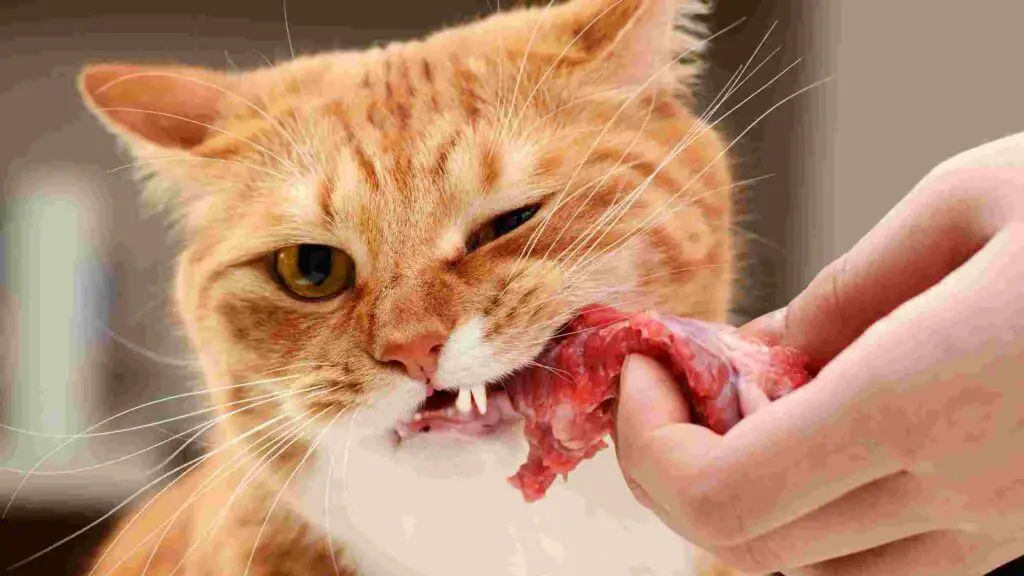 Is Raw Steak Good For Cats