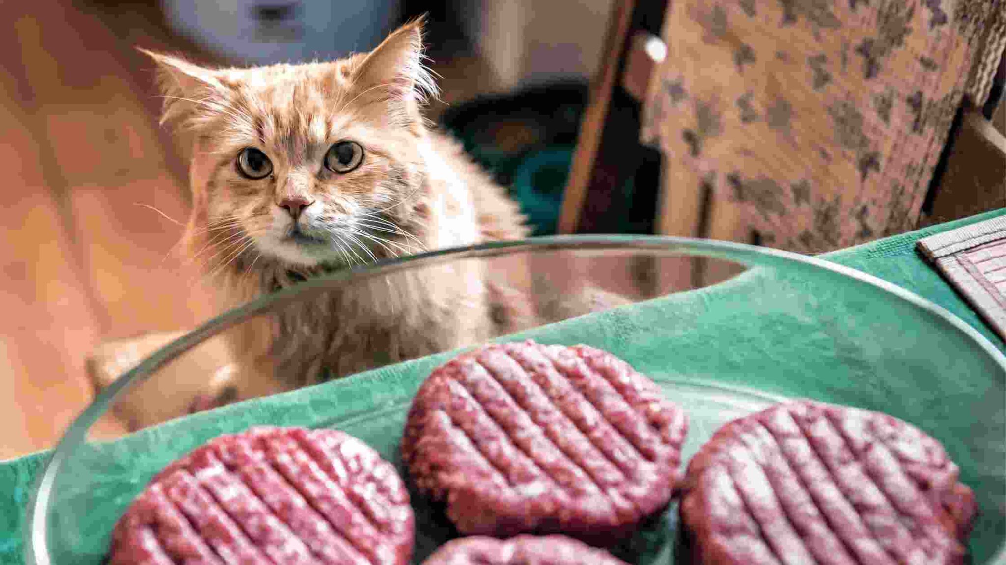 can-cats-eat-steak-what-things-to-know-mybestcatfood