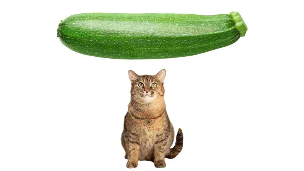 Can Cats Eat Zucchini - Yes Or No?