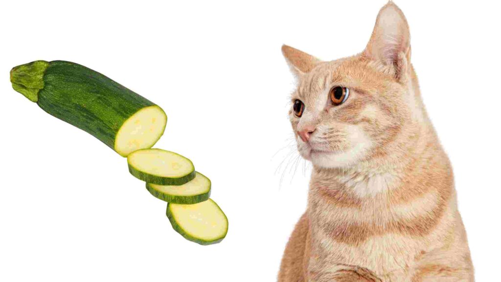 Can Cats Eat Zucchini