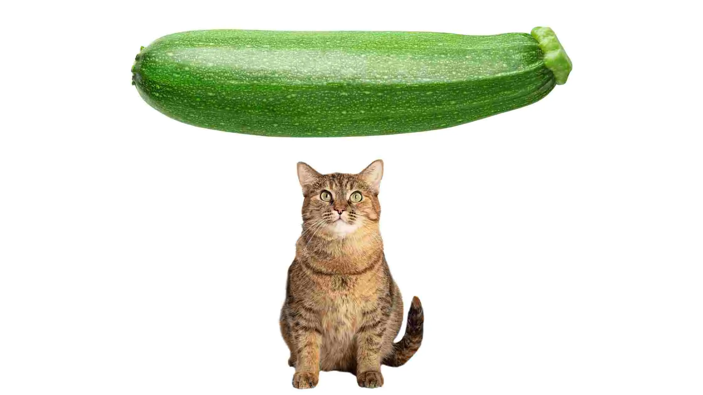 can cats eat zucchini