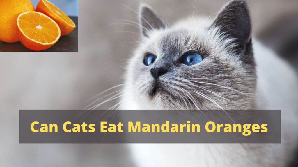 Can Cats Eat Mandarin Oranges