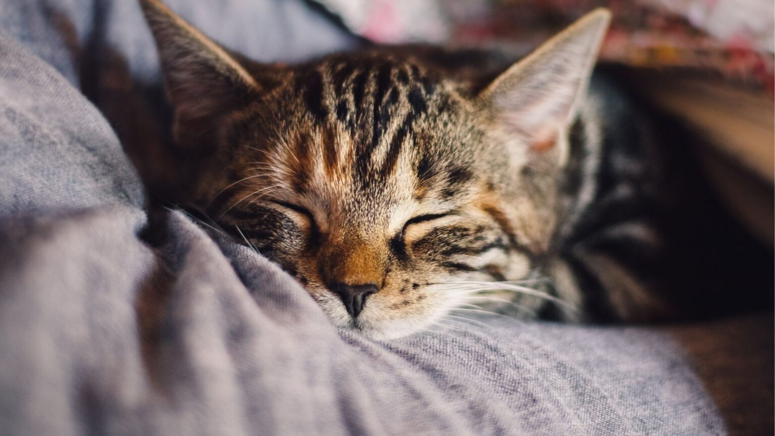 Can Cats Eat Tangerines | What Happens if a Cat Eats Tangerines?