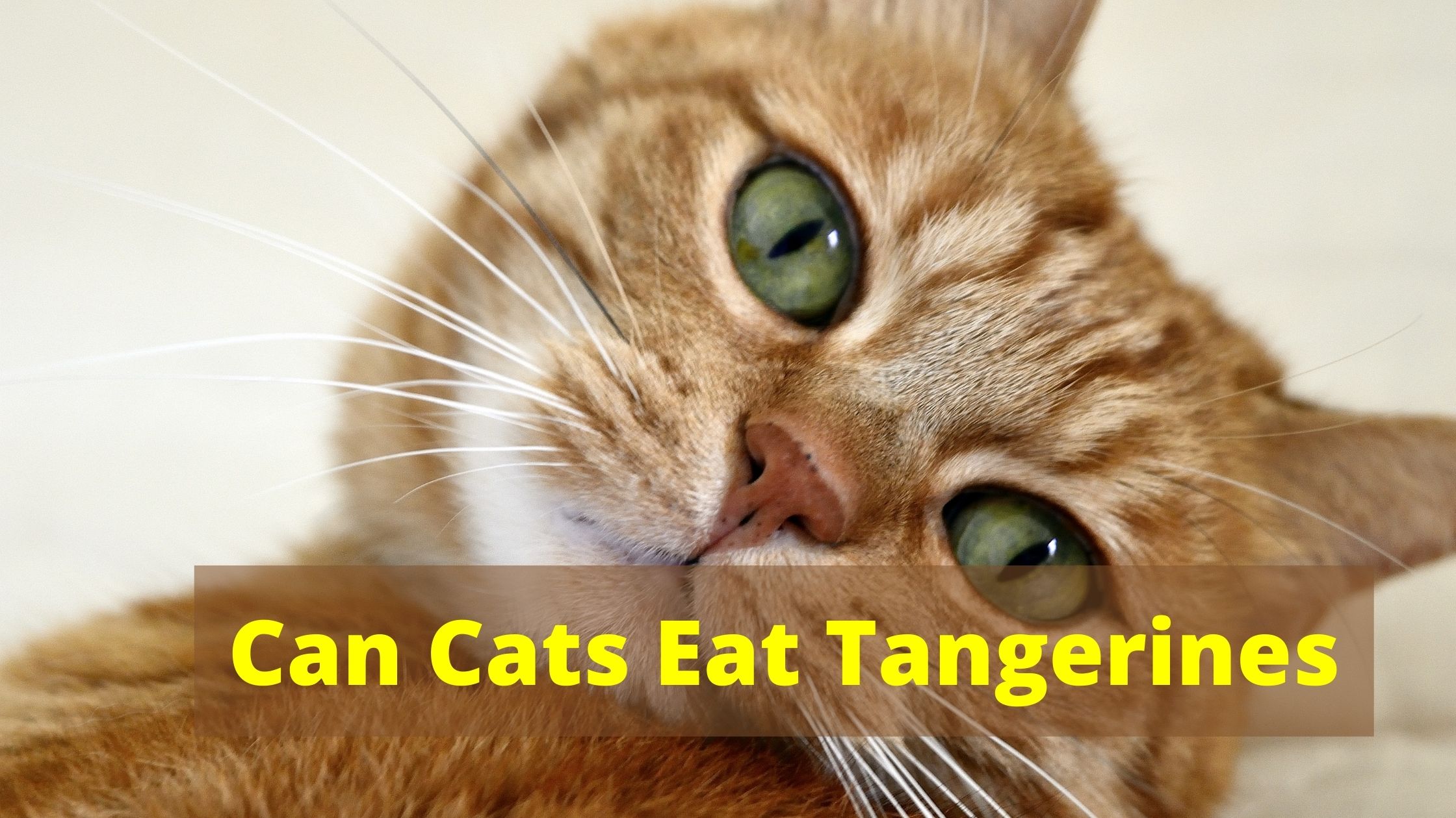 Can Cats Eat Tangerines