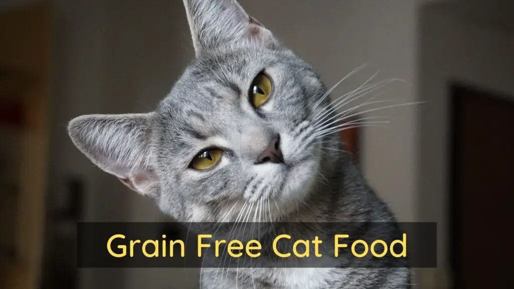 Is Grain Free Food Ok For Cats