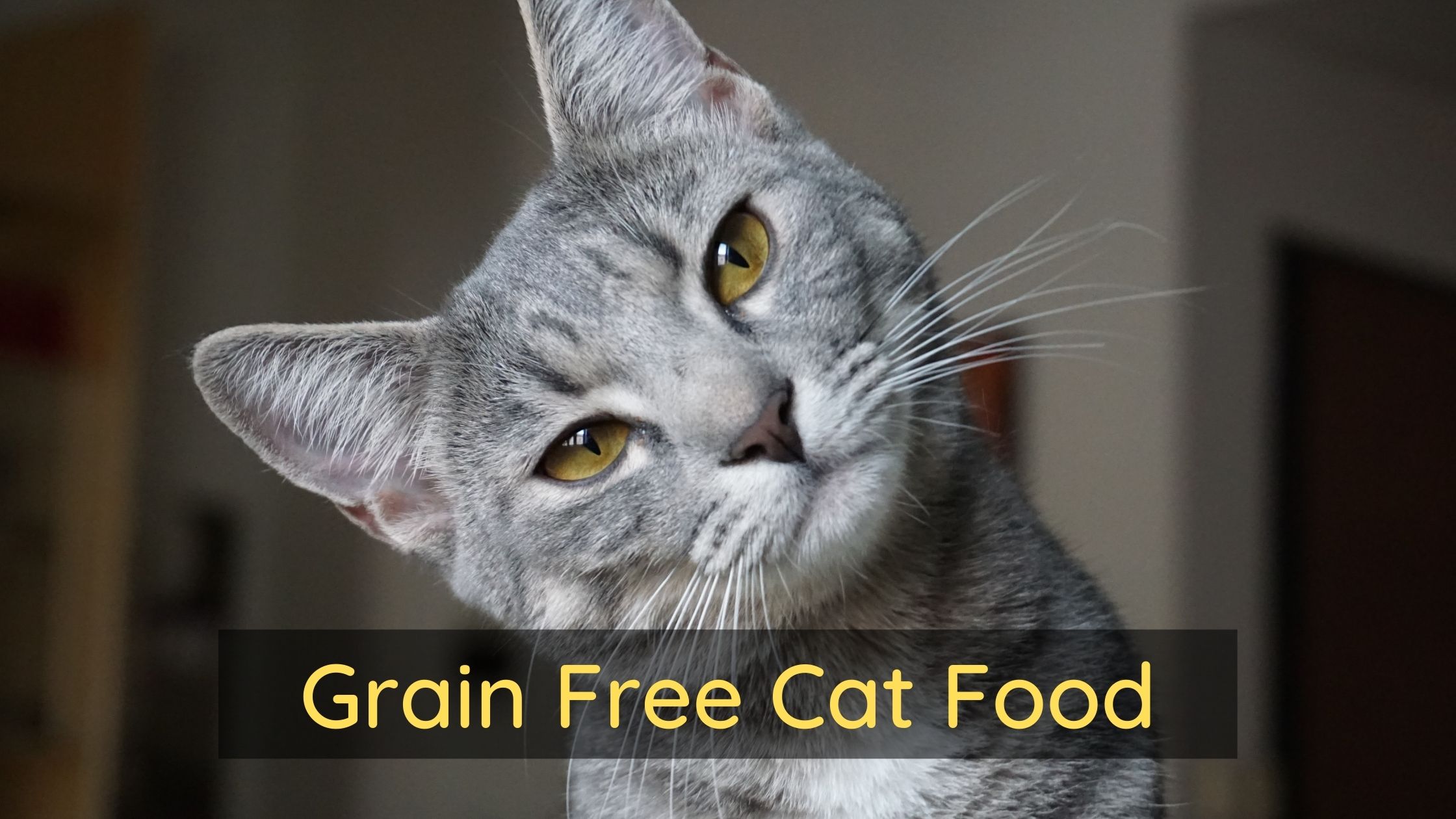 is grain free cat food bad for cats