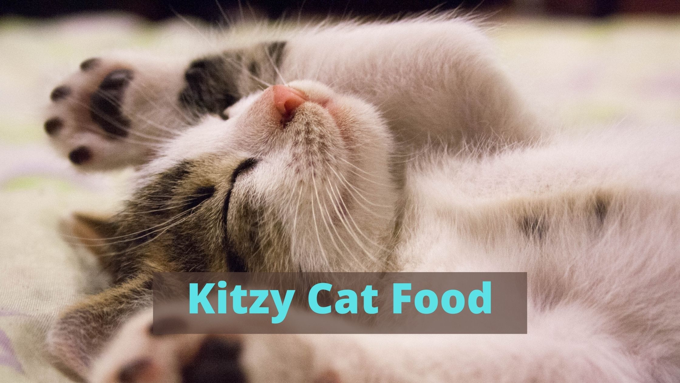 kitzy cat food review