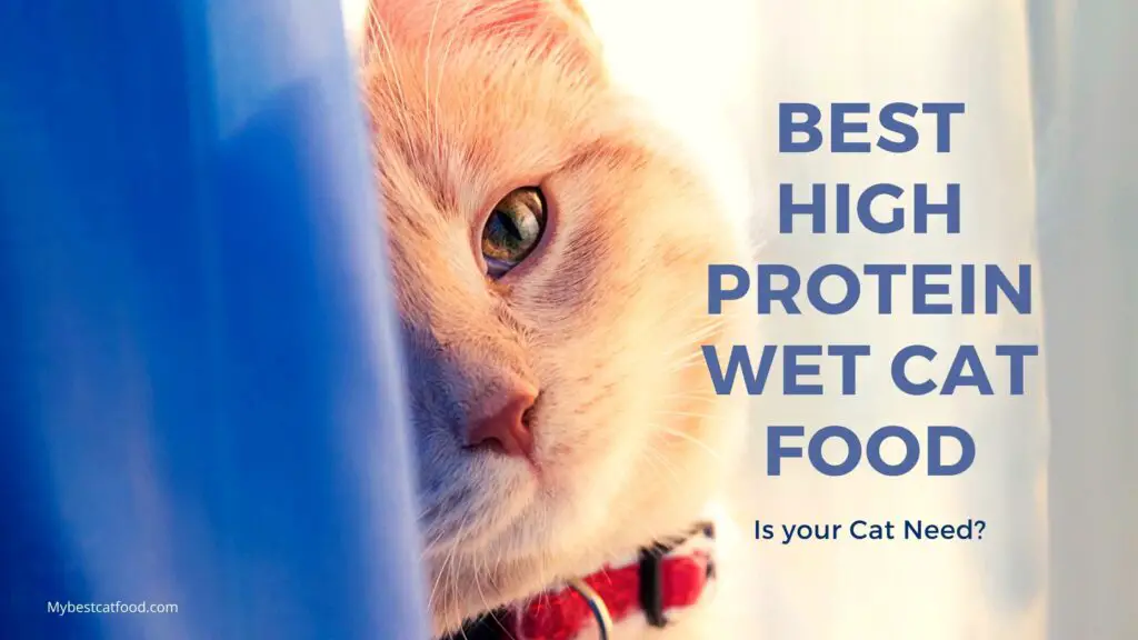 Best high protein wet cat food