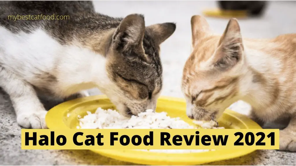 Halo Cat Food Review 2021 | Is Halo Cat Food A Healthy Option For Cats?