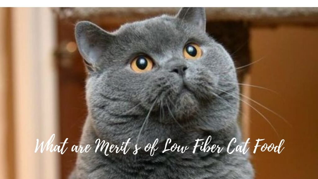 low fiber cat food 