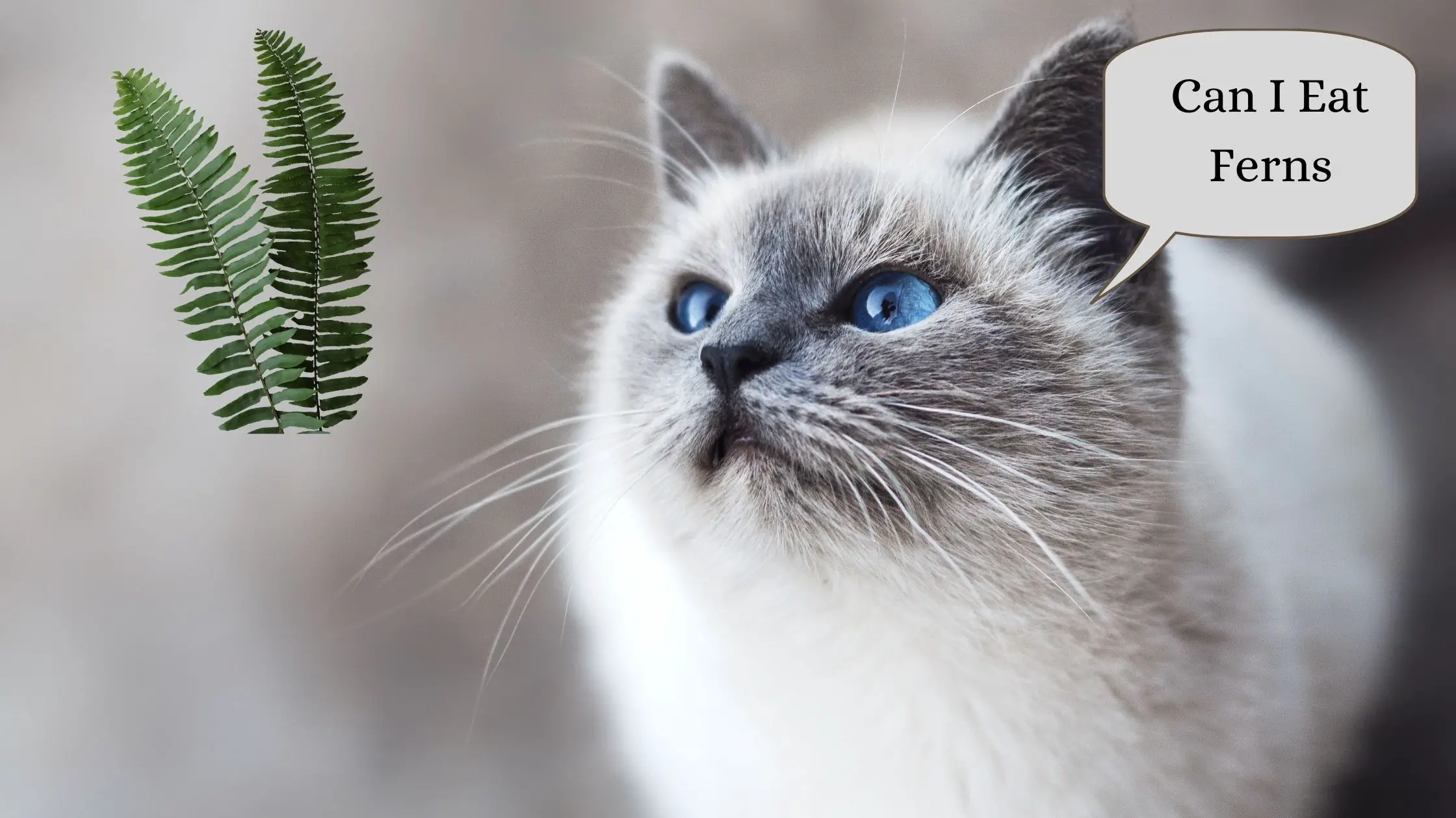 Can cat Eat Ferns