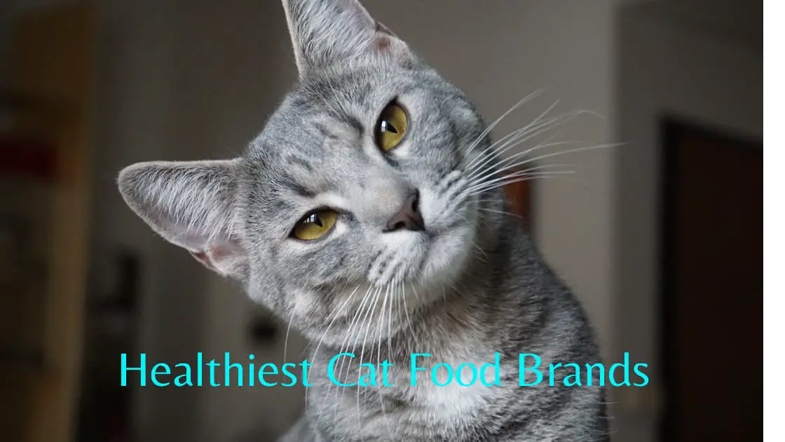 healthiest cat food brands