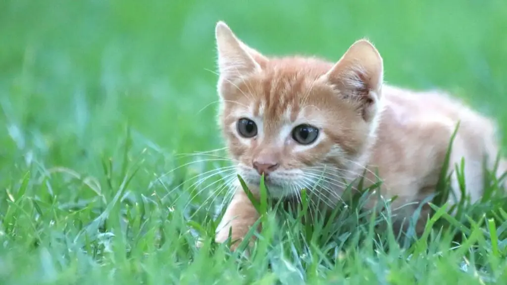 How To Stop Cats Pooping On My Grass Naturally