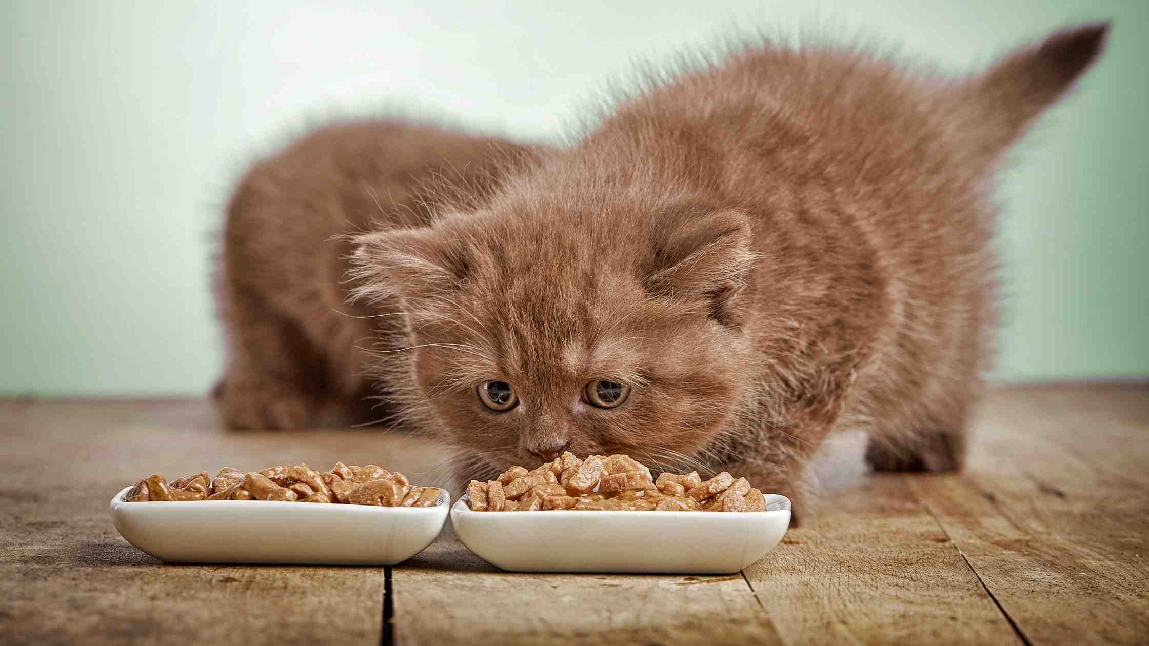 Kitten Food Vs Cat Food