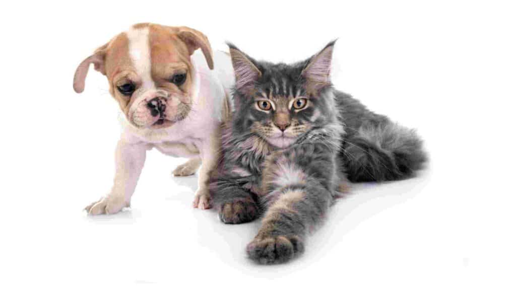 Can Puppies Eat Cat Food? Things To Know About