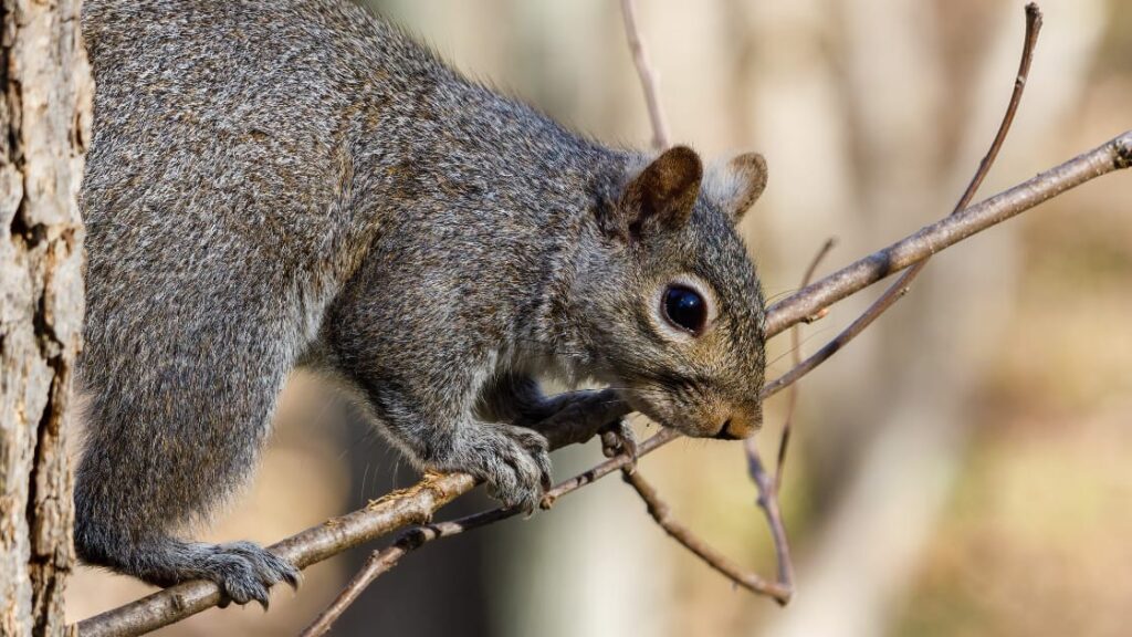 Do Squirrels Eat Cat Food 