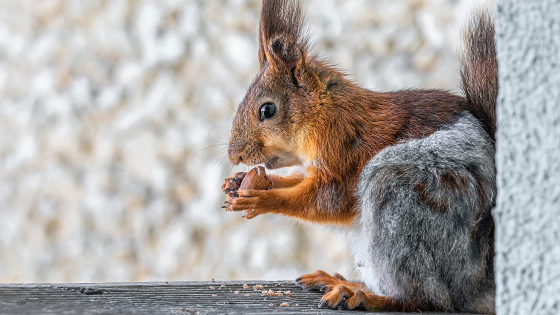 Do Squirrels Eat Cat Food