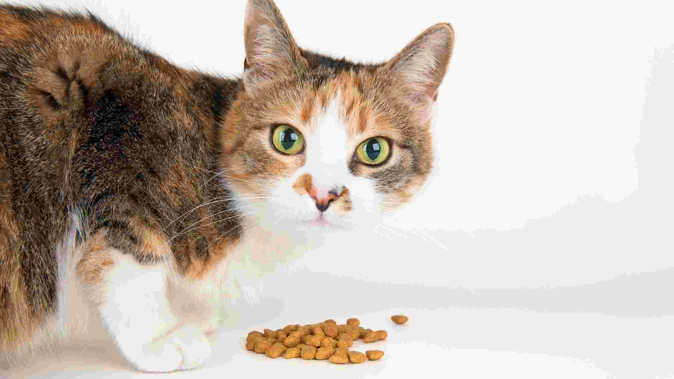 What ingredient in cat food causes urinary problems