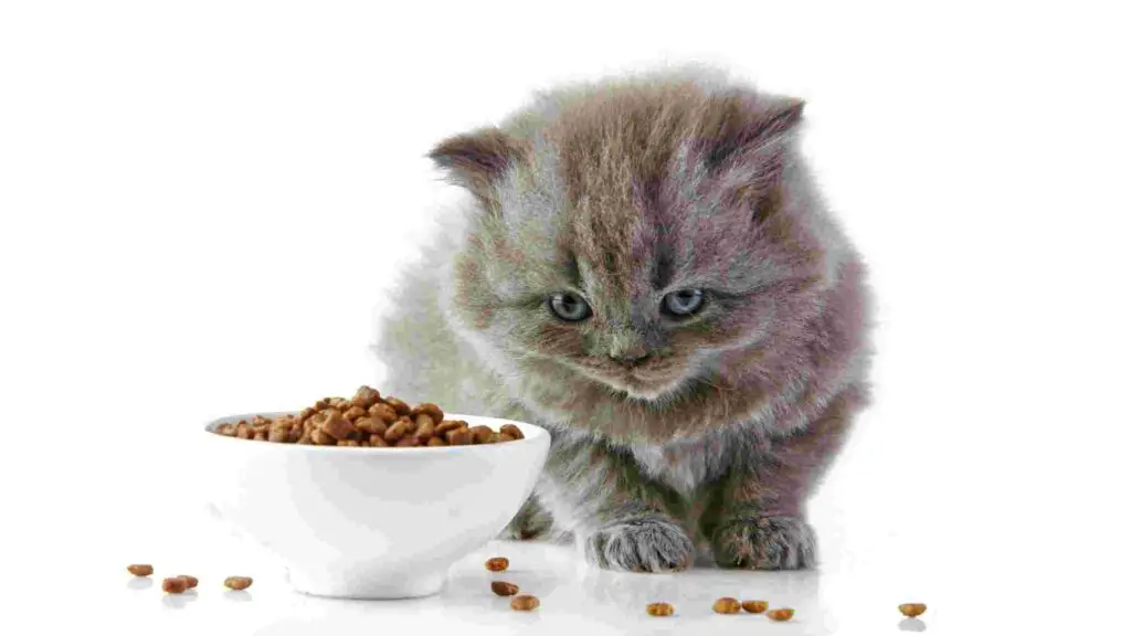 Why is my cat food attracting ants - how to keep ants out of cat food