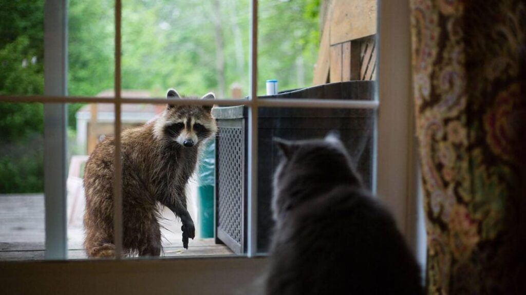 Do Raccoons Eat Cat Food? 