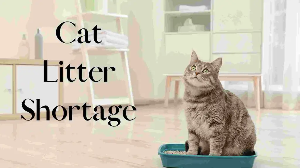 Cat Litter Shortage 2022 Why Pet Supply Out of Stocks?