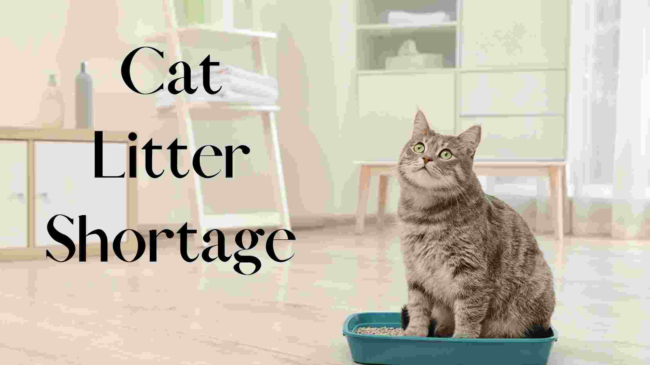 Cat Litter Shortage